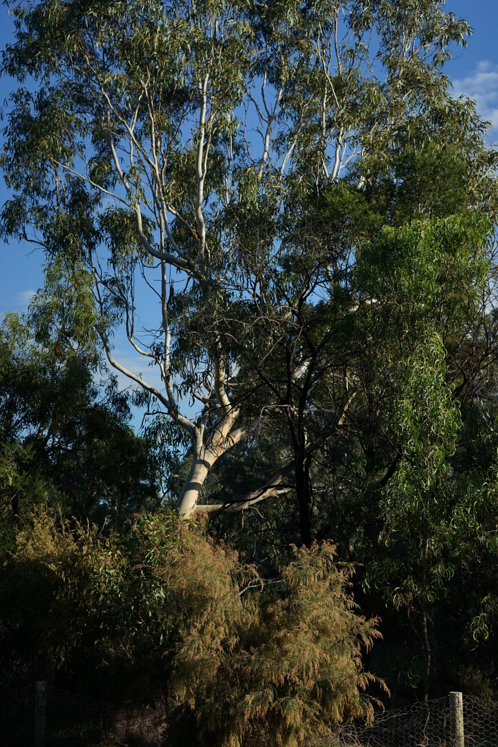 Trees Encountered